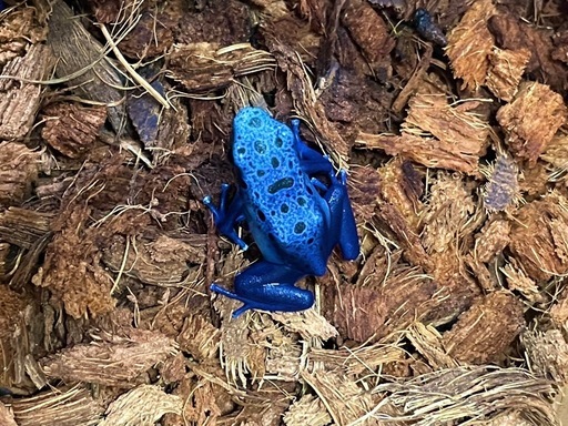 【購入決まりました】カエル