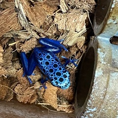 【購入決まりました】カエルの画像