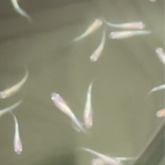 改良メダカ  幼魚  ✨3色ラメ体外光 LU-04✨の画像