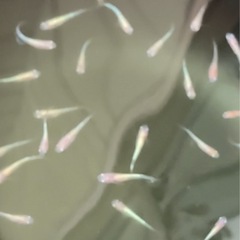 改良メダカ  幼魚  ✨3色ラメ体外光 LU-04✨の画像