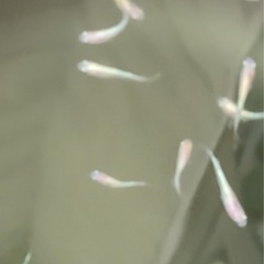 改良メダカ  幼魚  ✨3色ラメ体外光 LU-04✨の画像