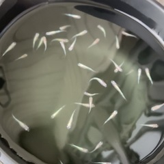 改良メダカ  幼魚  ✨3色ラメ体外光 LU-04✨の画像