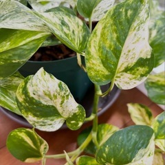 アクア、植物グループ - メンバー募集