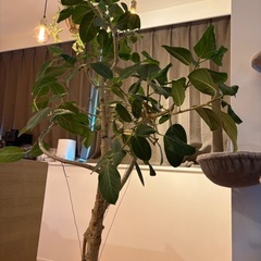 観葉植物　ファカスベンガレンシスの画像
