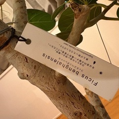 観葉植物　ファカスベンガレンシスの画像
