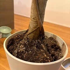 観葉植物　ファカスベンガレンシスの画像