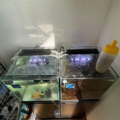 30㎝キューブ水槽x2と60cm水槽台の画像