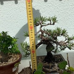 コバガジュマル　黒松　盆栽の画像