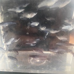ミッドナイトフリル漆黒メダカの画像