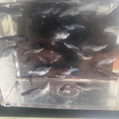 ミッドナイトフリル漆黒メダカの画像