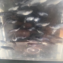 ミッドナイトフリル漆黒メダカの画像