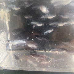 ミッドナイトフリル漆黒メダカの画像