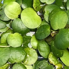水草アマゾンフロックピット🌿5株の画像