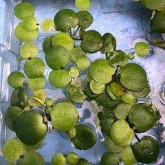 水草アマゾンフロックピット🌿5株の画像