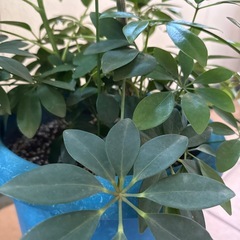 カポック(観葉植物)の画像