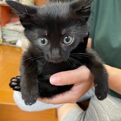 黒猫　子猫　生後2ヶ月　 - 猫