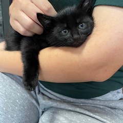 黒猫　子猫　生後2ヶ月　
