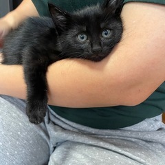 黒猫　子猫　生後2ヶ月　 - 盛岡市