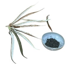 家庭菜園 超簡単 オクラの種 20粒の画像