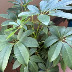 カポック(観葉植物)の画像