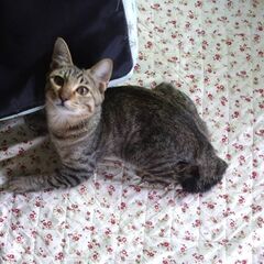熊谷市　保護猫ちゃんの里親募集