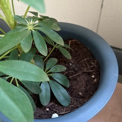 カポック(観葉植物)の画像