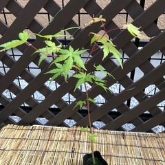 紅葉🍁もみじ苗木⑤の画像