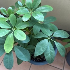 カポック(観葉植物)の画像