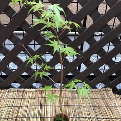 紅葉🍁もみじ苗木⑥の画像