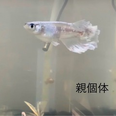 メダカ グラディオ×フロマージュ2ペアの画像