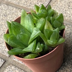 多肉植物🌿ダルマ宝草の画像