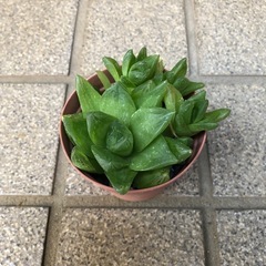多肉植物🌿ダルマ宝草の画像
