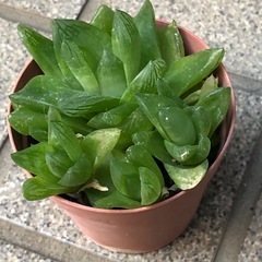 多肉植物🌿ダルマ宝草の画像