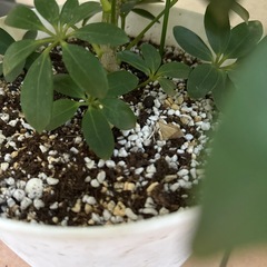 カポック(観葉植物)の画像
