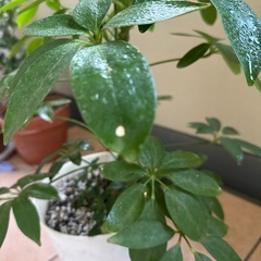 カポック(観葉植物)の画像