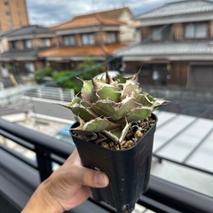 アガベ　黒豹の画像