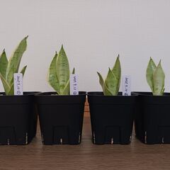 【非対面】サンスベリア　シルバーハニー①の画像