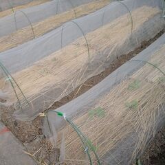 天日干し稲わら２括り（２４束）②の画像