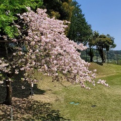 ゴルフ友達募集します⛳️50代60代