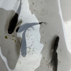 メダカ種親サタン5匹の画像