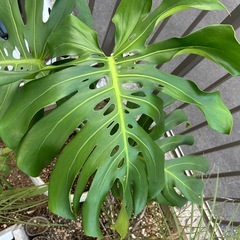 大型モンステラ　鉢サイズ10号 観葉植物
の画像