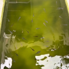 クラミツハの画像