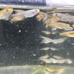 クラミツハの画像