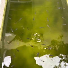 クラミツハの画像