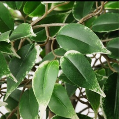 観葉植物(フェイクグリーン)の画像