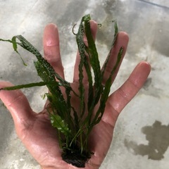 ミクロソリウム　水草の画像