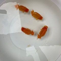 🐟金魚ランチュウ🐟の画像