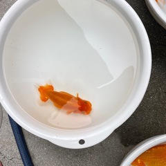 🐟金魚ランチュウ🐟の画像