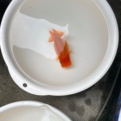 🐟金魚ランチュウ🐟の画像