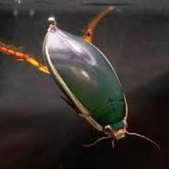 水生昆虫飼育仲間募集中!